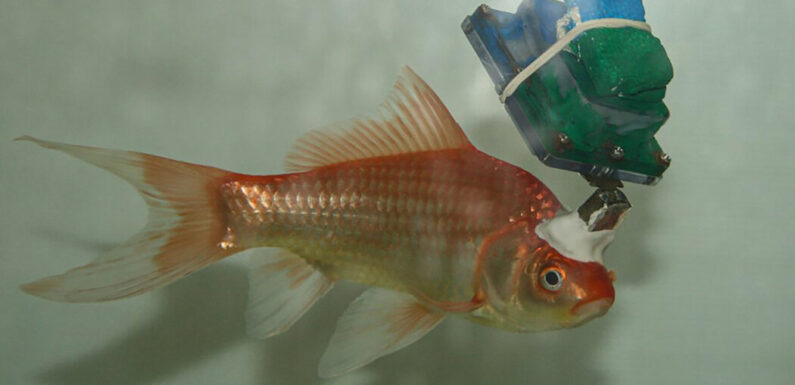 Why Researchers Turned This Goldfish Into a Cyborg
