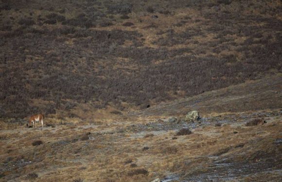 You have the eyes of top marksman if you can spot the prowling puma in under five seconds | The Sun