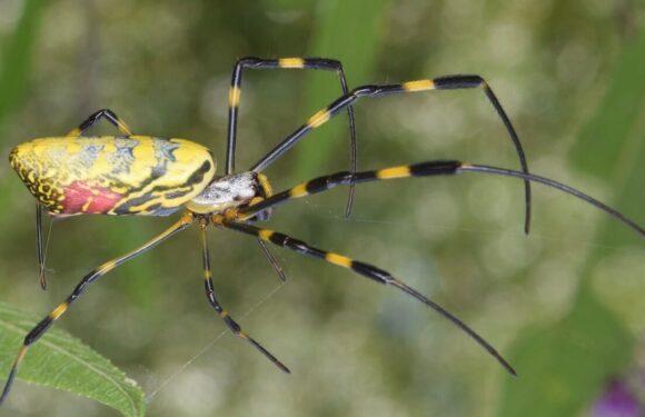 Arachnophobes rejoice as world’s shyest spider really is more afraid of you