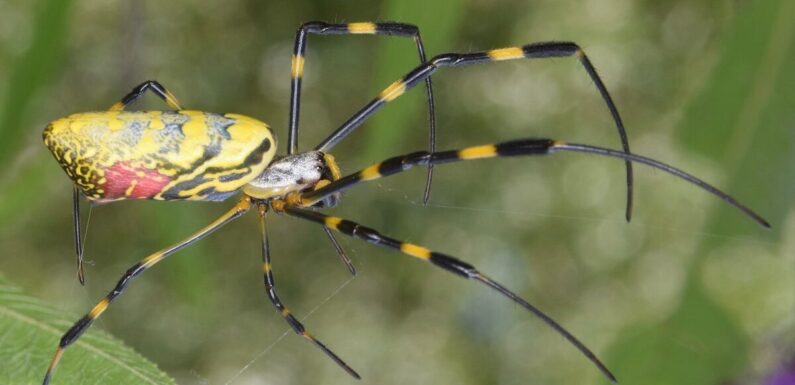 Arachnophobes rejoice as world’s shyest spider really is more afraid of you