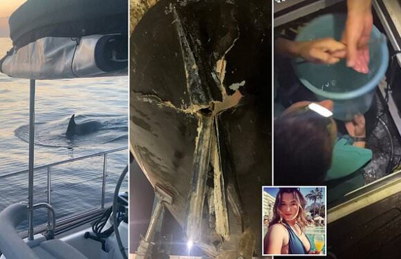 British sailor's night of terror as yacht is wrecked by killer whales