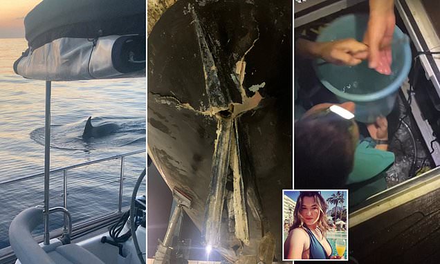 British sailor's night of terror as yacht is wrecked by killer whales