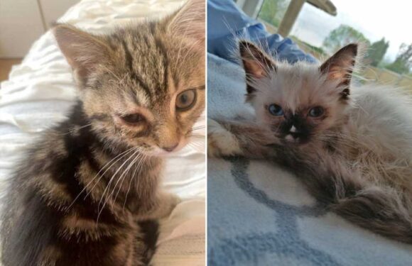 Disgraced female cop and her boyfriend who sold sick and dying kittens to customers in £280k scam jailed for seven years | The Sun