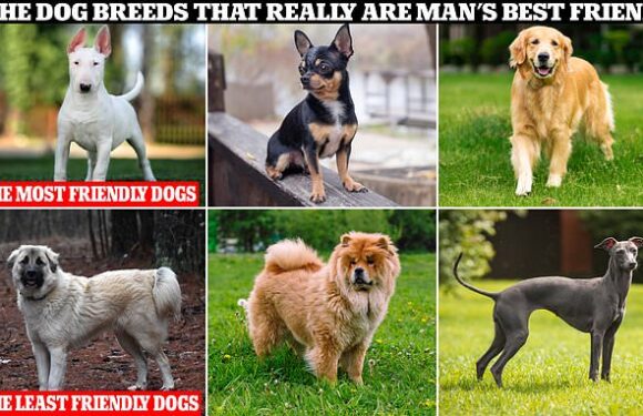 Dog breeds that really ARE man's best friend –  is YOURS on the list?