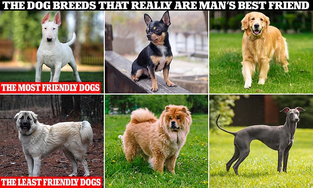 Dog breeds that really ARE man's best friend –  is YOURS on the list?