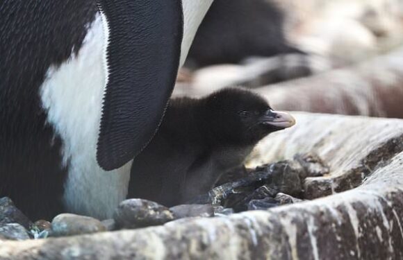 Flipping adorable! Northern rockhopper penguin born at Edinburgh Zoo