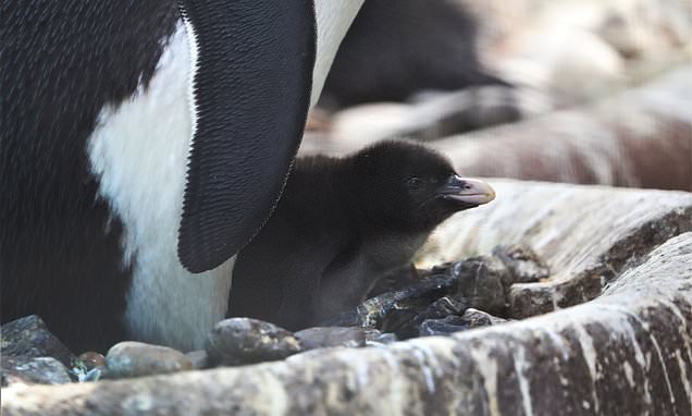 Flipping adorable! Northern rockhopper penguin born at Edinburgh Zoo