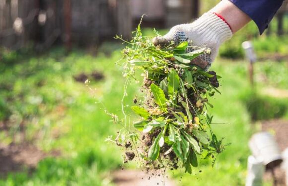 Gardening tips 2023 — Zero-cost de-weeding trick will clean up your lawn in minutes – and it's 'surprisingly effective' | The Sun