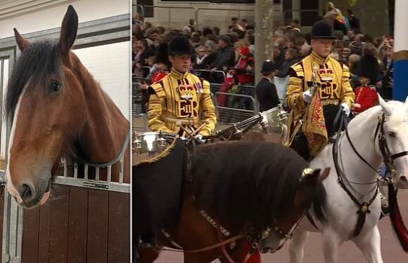 'Gentle giant' shire drum horses will be equine stars of Charles' show