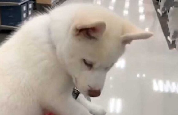 I bought my dog off Craigslist – I thought he was a small white puppy – but he wasn't a household pet at all | The Sun