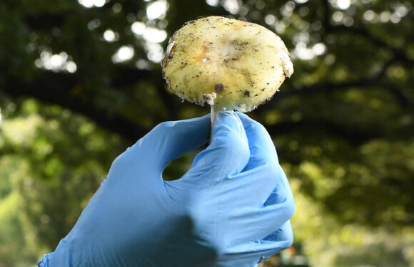 In Search of an Antidote for Poisonous Mushrooms