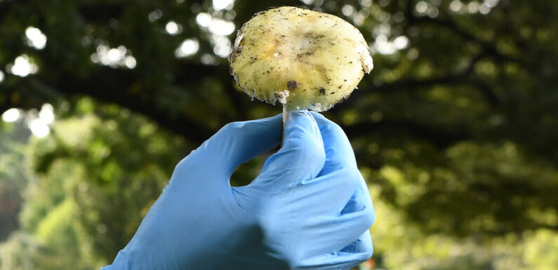 In Search of an Antidote for Poisonous Mushrooms