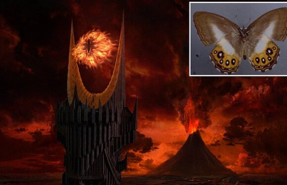 New butterflies are named after 'Lord Of The Rings' villain Sauron