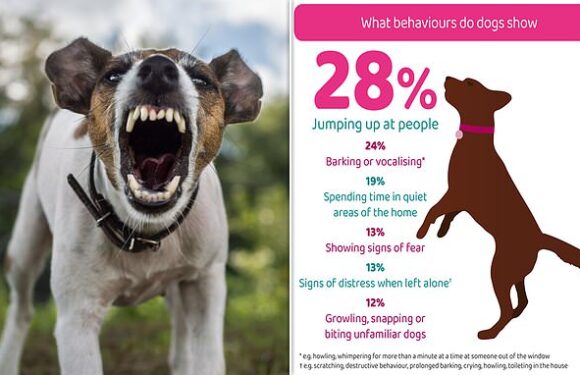 Pandemic puppy boom has led to a surge in dog AGGRESSION in the UK