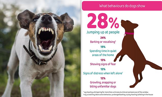 Pandemic puppy boom has led to a surge in dog AGGRESSION in the UK