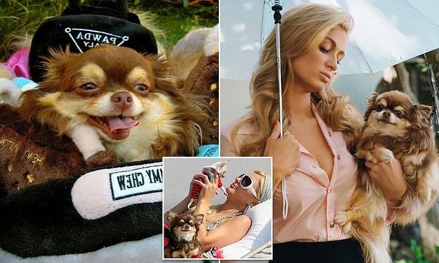 Paris Hilton's dog dead at 23