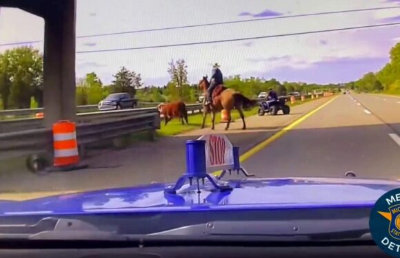 Real-life ‘cowboy’ lassoes runaway cow on busy motorway in wild dashcam footage