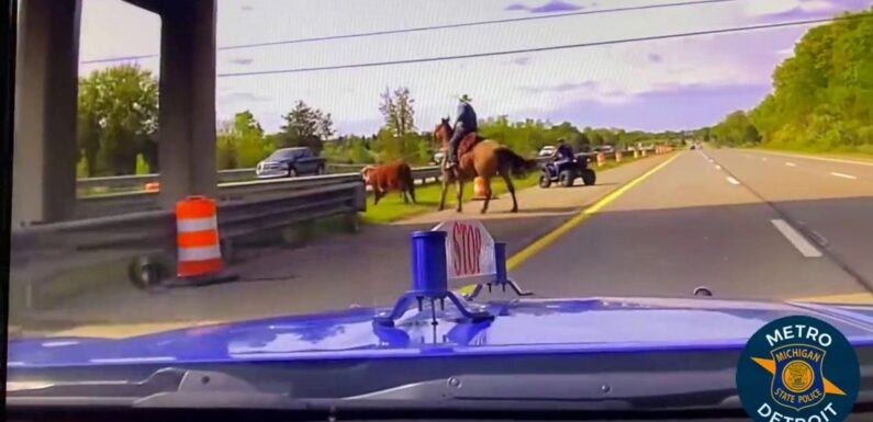 Real-life ‘cowboy’ lassoes runaway cow on busy motorway in wild dashcam footage