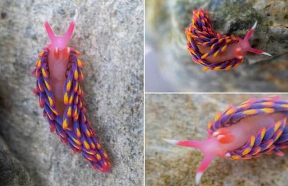 Rock pooler discovers a stunning Rainbow Sea Slug in south Cornwall