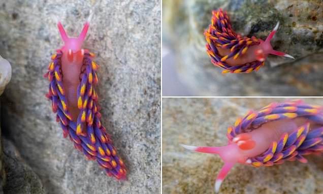 Rock pooler discovers a stunning Rainbow Sea Slug in south Cornwall