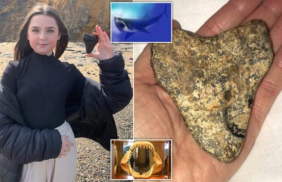 Schoolgirl finds 20million-year-old tooth from biggest shark to exist