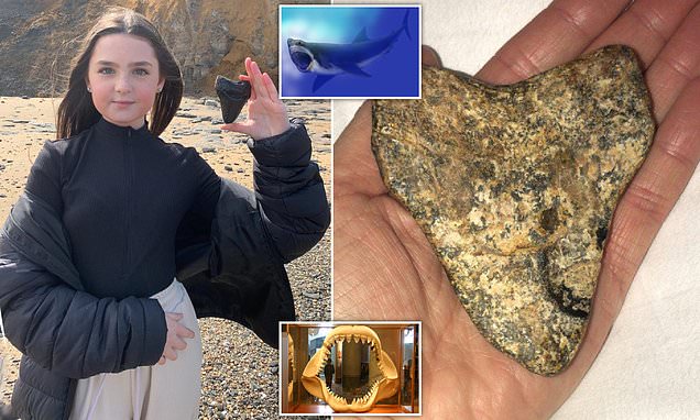Schoolgirl finds 20million-year-old tooth from biggest shark to exist