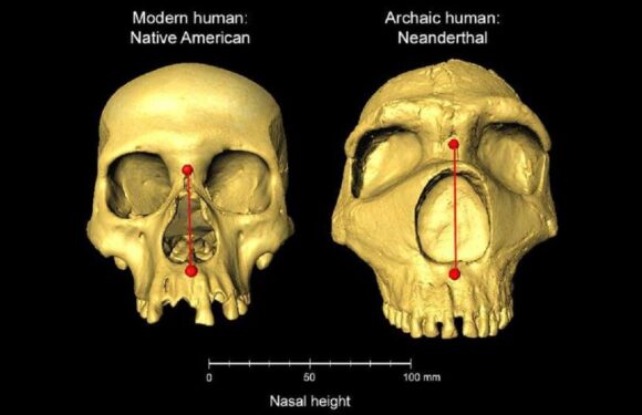 Scientists sniff out gene for nose shape inherited from Neanderthals