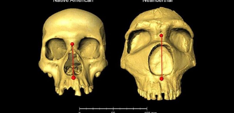 Scientists sniff out gene for nose shape inherited from Neanderthals