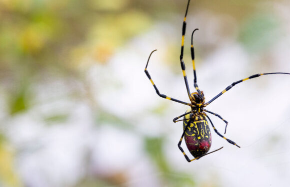 These Spiders Look Frightening, but They May Be Scaredy-Cats