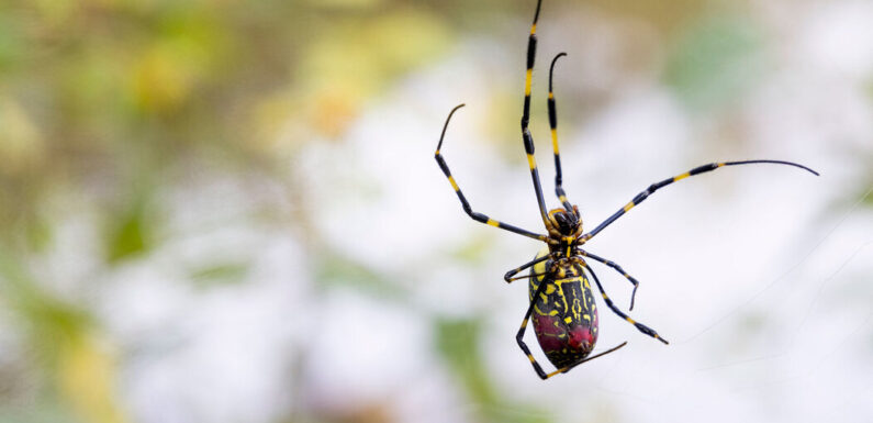 These Spiders Look Frightening, but They May Be Scaredy-Cats