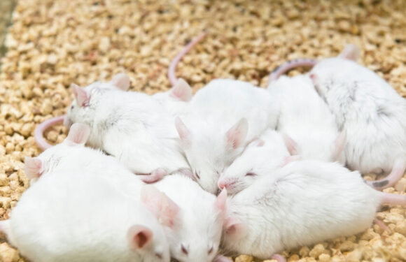 Ultrasound Pulses to Brain Send Mice Into a Hibernation-Like State