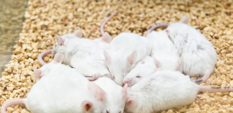 Ultrasound Pulses to Brain Send Mice Into a Hibernation-Like State