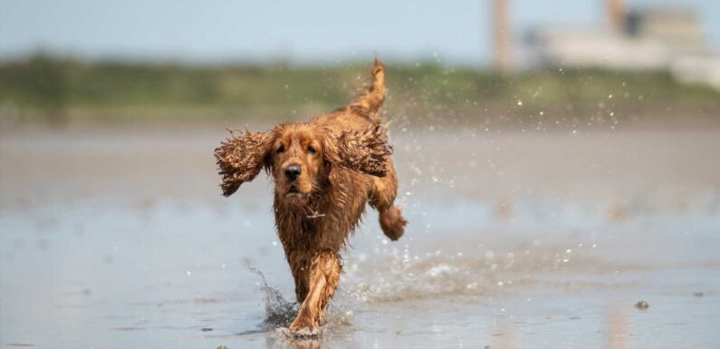 Urgent warning for dog owners after mystery beach bug kills one pet and leaves another eight ill | The Sun