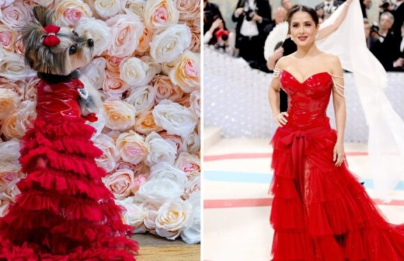 Who wore it better? Pets get the red carpet treatment in recreations of Met Gala looks