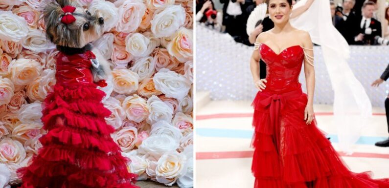 Who wore it better? Pets get the red carpet treatment in recreations of Met Gala looks