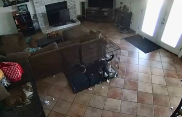 Woman shares freaky security footage of ‘ghost’ removing dog’s collar