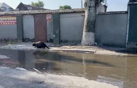 BEAVER spotted arriving in Kherson after Russia destroys Ukrainian dam