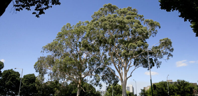 Branching out: Readers reveal their favourite Melbourne trees