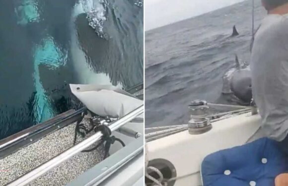 Chilling moment pod of eight bloodthirsty killer whales try to sink yacht in terrifying ramming attack off Spanish coast | The Sun