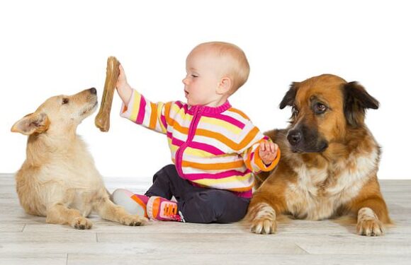 Dogs who spend more time around kids have worse health, study finds