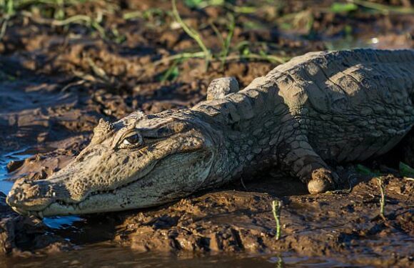 Female crocodile gives birth – despite living ALONE for 16 years