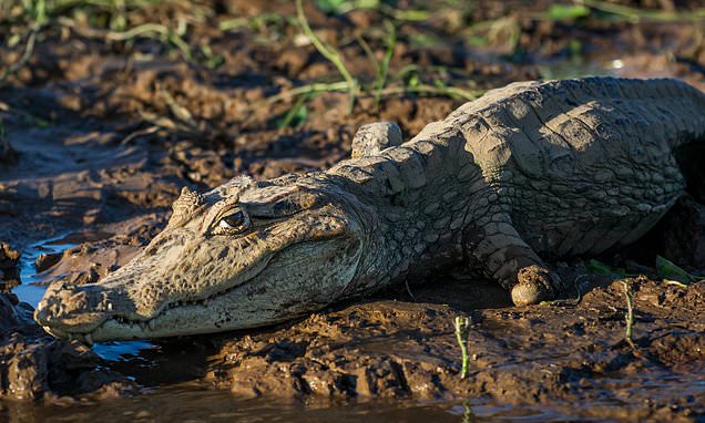 Female crocodile gives birth – despite living ALONE for 16 years