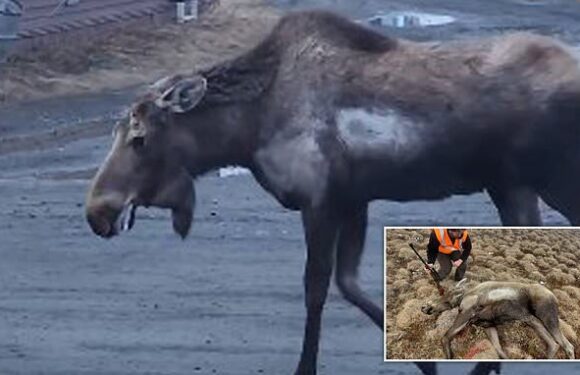 First rabid moose in North America is killed in Alaska