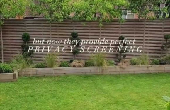 I made a beautiful, green privacy fence in my garden – it was so easy and it's all thanks to a specific type of plant | The Sun