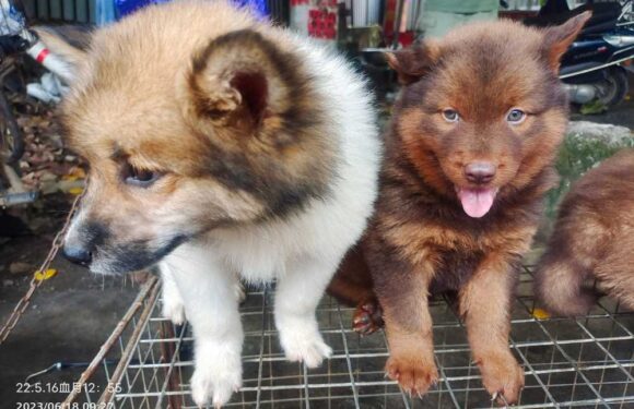 I went undercover at barbaric dog meat fest beloved by warped 'danger tourists' – trader's cruel offer left me stunned | The Sun