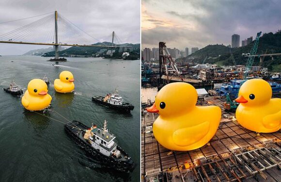 It's good to be quack! Giant rubber duck returns to Hong Kong harbour