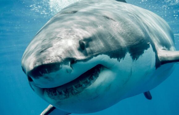 ‘Killer’ great white sharks more Gums than Jaws – as they rarely attack humans