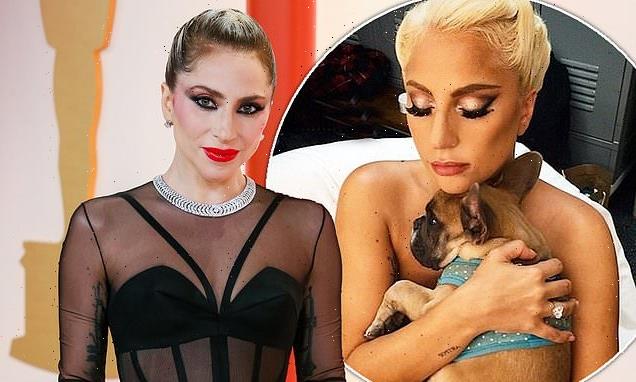 Lady Gaga seeking to dismiss $500k lawsuit after dog theft