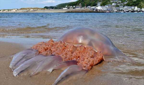 Monster ‘bad boy’ jellyfish washes up on beach in North Wales