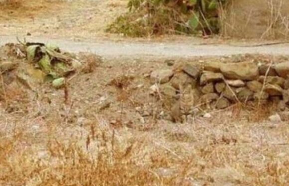 Only those with high IQ can spot the hidden cat in this picture within seconds